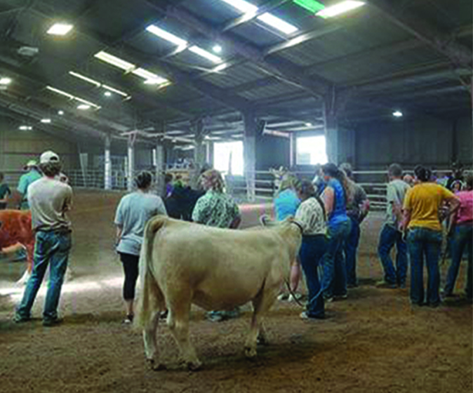 Cattle Judging